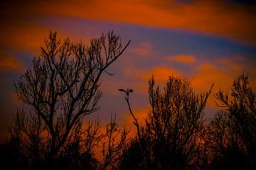 Heron on a Branch at SunSet
