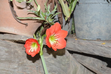 Two brightly colored flowers blooming beautifully