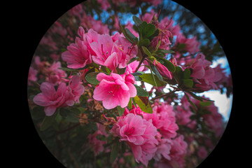 I See Roses in you Future