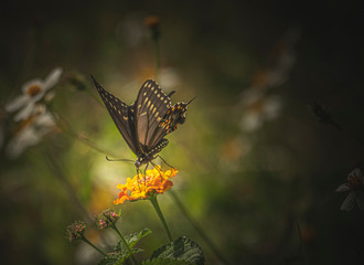 Butterfly on Lantana