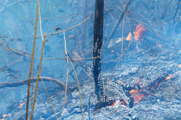 After rain forest fire disaster is burning caused by humans