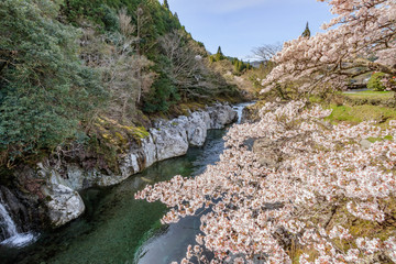 猿飛千壺峡と桜　大分県中津市　Sarutobisentubo-kyo and Cherry Blossoms Ooita Nakatsu city