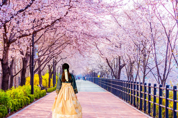 Korean Girls dressed Hanbok.Cherry blossom of Spring in Seoul, South Korea