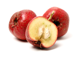 Hawthorn on a white background 