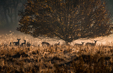 A small herd of deer feeds in a foggy morning meadow beneath a spreading tree
