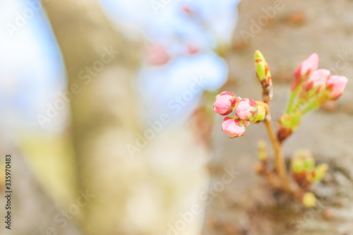 流川の桜並木 Row Of Cherry Blossom Trees 福岡県うきは市 Wall Mural M H