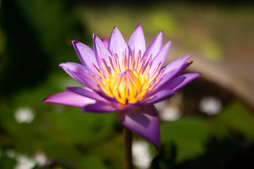 A beautiful lotus flower in pond.