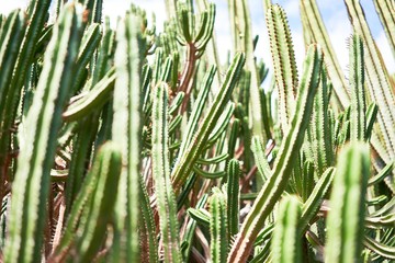 Close up of succulent green cactus at botanical garden