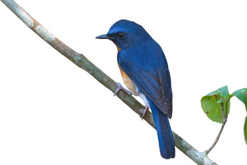 Hill blue flycatcher isoalted on white background
