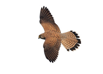Female of common kestrel or european kestrel flying isoalted on white background