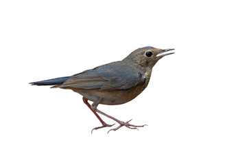 Male of siberian blue robin isoalted on white background (juvenile)