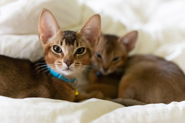 Adorable abyssinian kittens © Amy Buxton