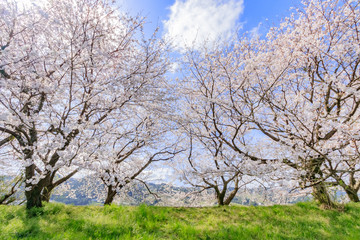 流川の桜並木 Row of cherry blossom trees 福岡県うきは市