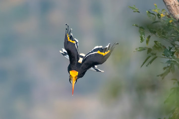 Closeup great hornbill flying from a tree