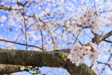 流川の桜並木 Row of cherry blossom trees 福岡県うきは市