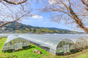 Fototapeta premium 流川の桜並木とビニールハウス Row of cherry blossom trees and Vinyl house 福岡県うきは市