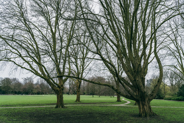 Fototapeta na wymiar Green lawn with bare trees without foliage in park in cloudy day.