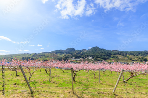 耳納連山と梅の花 福岡県うきは市 Wall Mural Wallpaper Murals M H