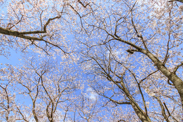 流川の桜並木 Row of cherry blossom trees 福岡県うきは市	