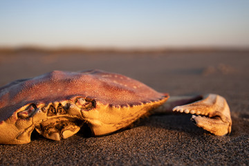 Crab carcass at sunset.