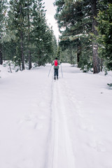 cross country skiing in the forest