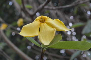 Fototapeta premium Two brightly colored flowers blooming beautifully