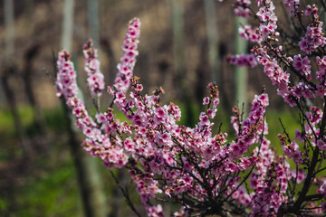Young cherry tree blooming