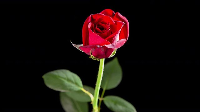 Time Lapse of red rose blossom in a black background.