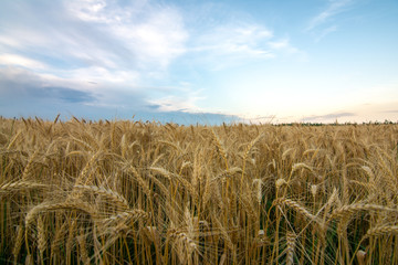 Approaching sunset in the wheat field.  Rural Illinois, USA.