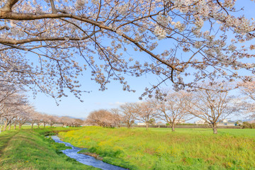 草場川の桜並木　福岡県朝倉郡　Row of cherry blossom trees Fukuoka Asakura-gun