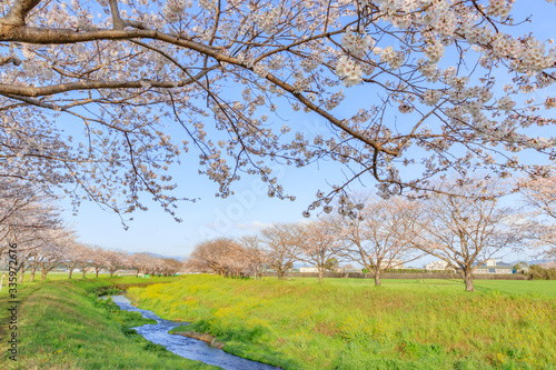 草場川の桜並木 福岡県朝倉郡 Row Of Cherry Blossom Trees Fukuoka Asakura Gun Wall Mural M H 草場川の桜並木 福岡県朝倉郡 Row Of Cherry Blossom Trees Fukuoka Asakura Gun Wall Mural M H