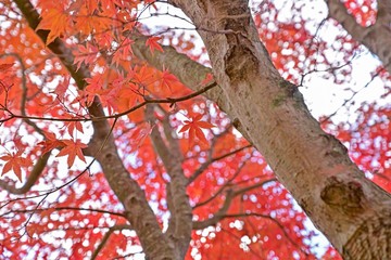 木陰でひっそりと色づいたモミジの紅葉