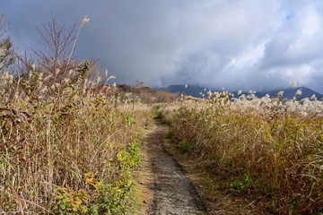 蒜山高原の展望台に続くススキの遊歩道＠岡山