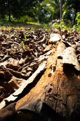Old and rusty wooden in abandoned garden.