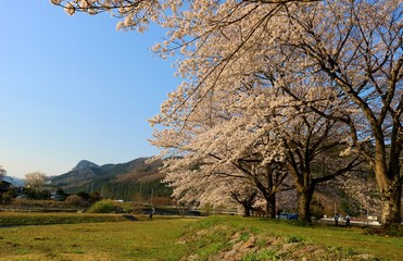 春　さくら　満開　風情　風景　杤木