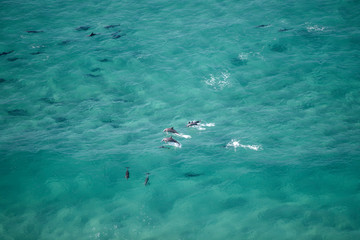 Fototapeta na wymiar A pod of dolphin swimming in the crystal clear water, Byron Bay Australia