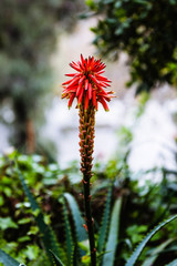 Close-up of a red agave flower © Filipe Lopes