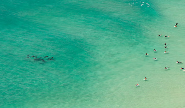 Surfers Surfing With Dolphins At Byron Bay Australia