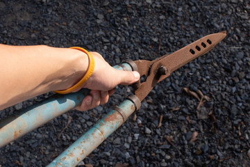 hand holding a Grass shear.