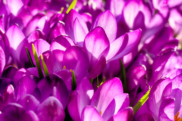 Purple crocus flower plants in sunlight