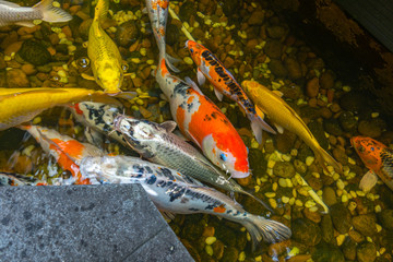 Colorful Koi fishes swimming in the beautiful pond