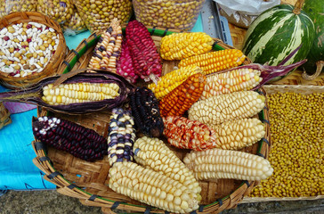 Different types of dried ears of colorful corn and beans, the indigenous fair, Azuay province, Ecuador, closeup