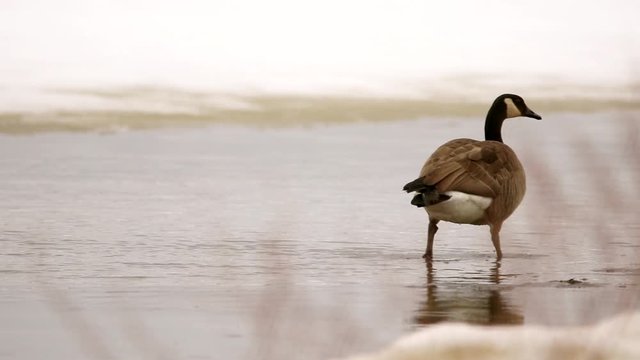 A Canada goose walks in a bog during spring. Filmed in Quebec, Canada.