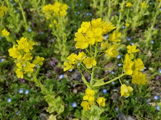 春の明るい菜の花畑のアップ