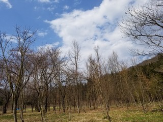 木と青空，春の木と空，青空と林，森と青空