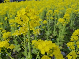field of yellow flowers