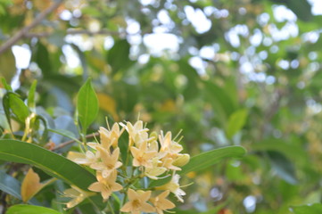 Yellow flowers are blooming beautifully.