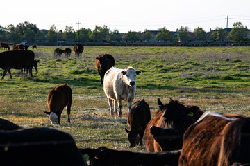 Cows together in a pasture