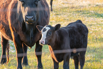 Cows in a pasture at sunset