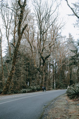 road in the woods